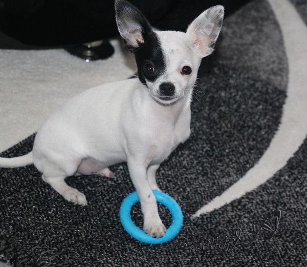 Chihuahua