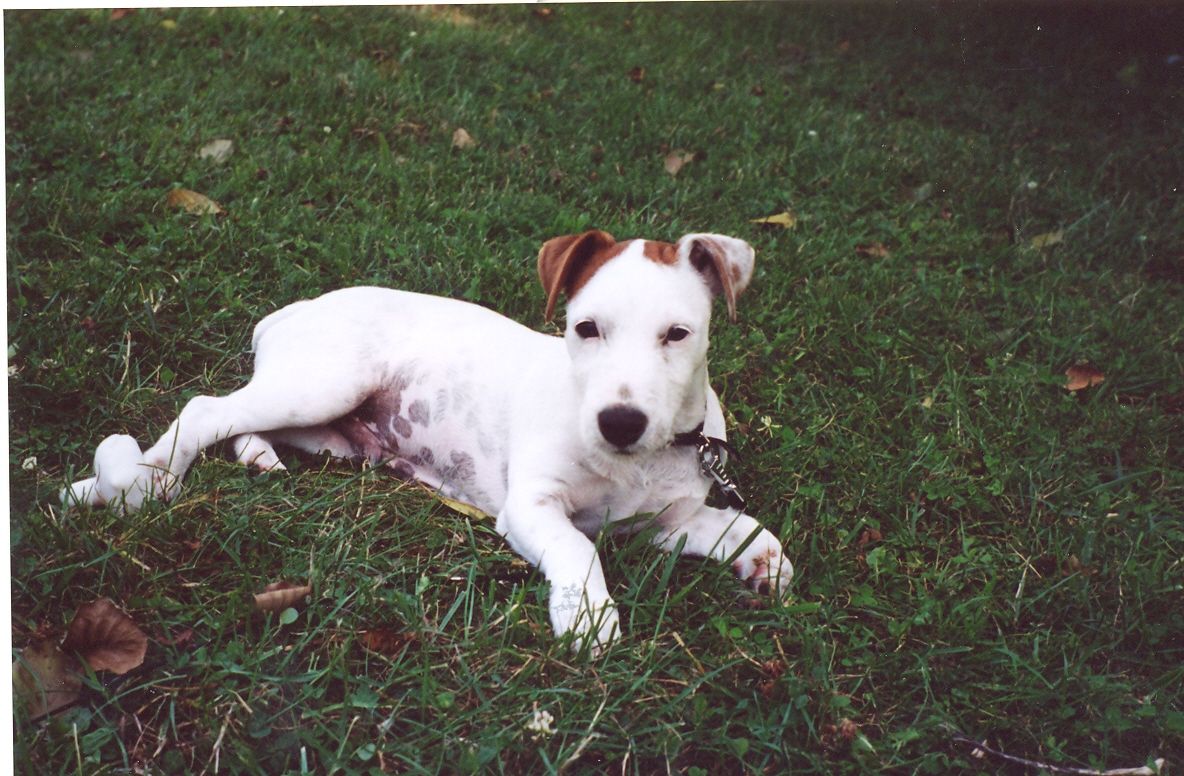 jack russel - Page 3 jack russel - Page 3